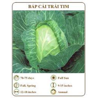 Hạt giống Bắp cải trái tim - THE XANH