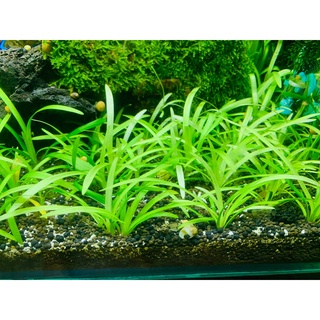 CỎ THÌA TIỂU THUỶ SINH (8 cây)