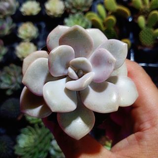 Sen Đá Sỏi Hồng Lá Dẹt