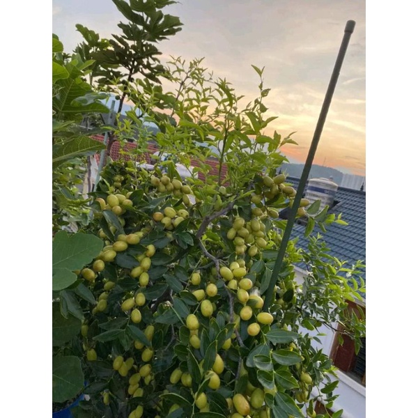 Giống Táo Tàu Siêu Trái Sugar