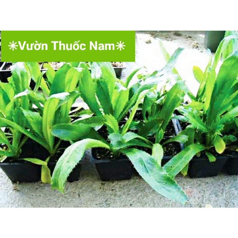 Bụi Cây ngò gai cây mùi tàu làm giống trồng làm rau gia vị