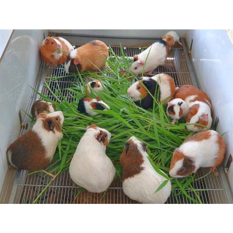 Chuột lang  thú cưng của mọi nhà