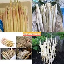 Hạt_Giống_Măng_Tây_Trắng 50 hạt (Tặng kèm phân bón và kích mầm)