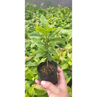 mai giảo con lựa bông đẹp