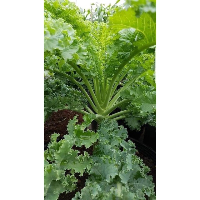 Hạt giống cải kale cải xoăn xanh chịu nhiệt 2g  giá rẻ
