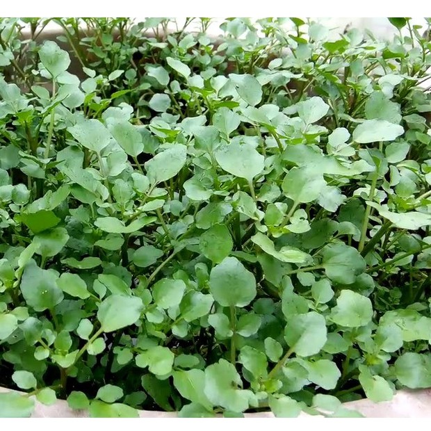 [Seeds] Hạt giống Xà lách Xoong Mỹ, đóng gói 0.5gr