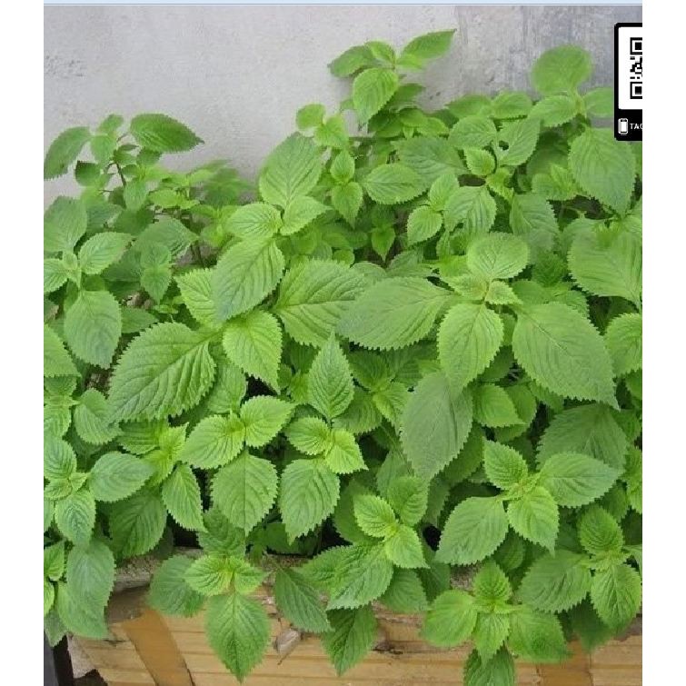 Hạt giống rau kinh giới cao sản - 1 gói 2 gram