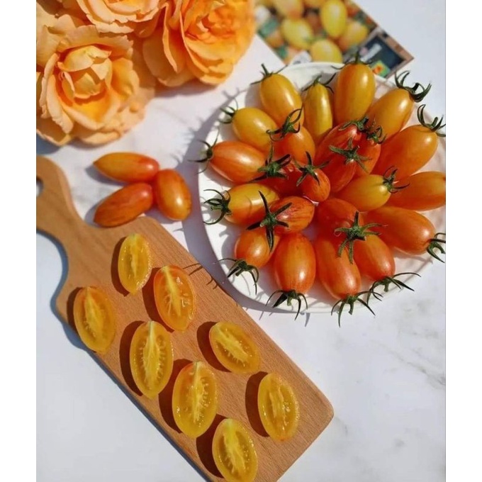 Cà chua trái cây Amish Gold Nga - Tỉ lệ nãy mầm >95%