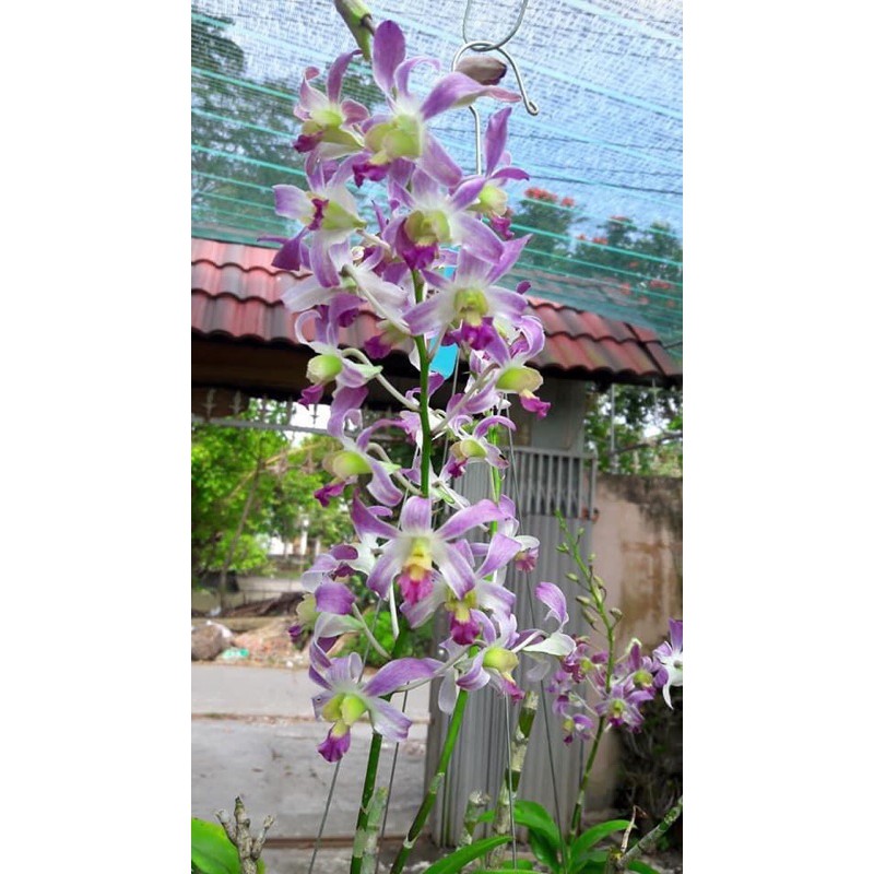 Hoa lan dendro nắng chuỗi ngọc xưa  - hàng lá