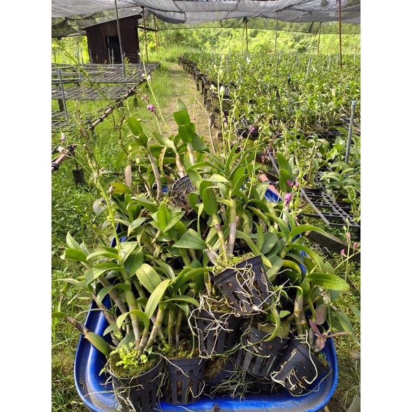 Hoa lan Denro màu đang nụ