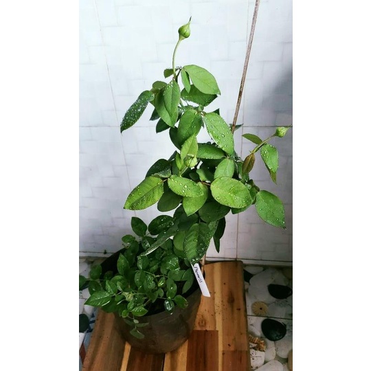 HOA HỒNG NGOẠI PROMESSE ENTERNELLE  siêu hiếm-Hoangoaimelinh