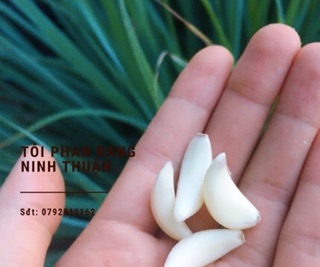 Tỏi chùm Phan Rang