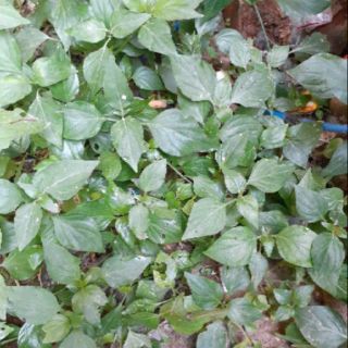 Cây mảnh cộng(không cần thêm mì chính vẫn cứ ngọt rau)