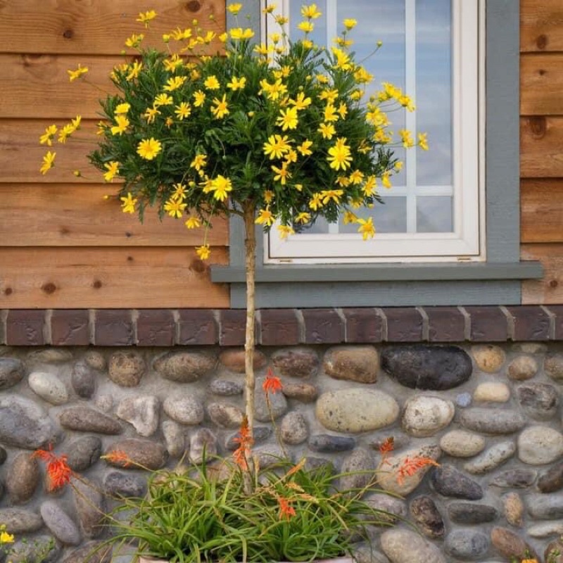 Hạt hoa cúc thân gỗ