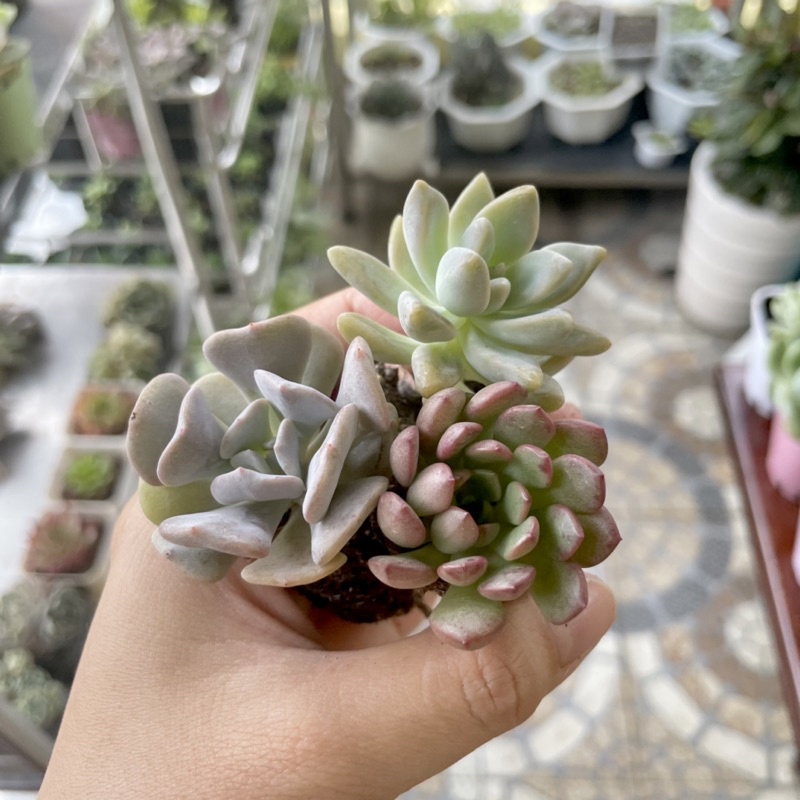 Sen Đá Mini Theo Màu