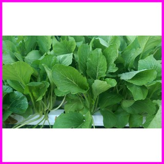 [ Hạt giống Rau] Gói 100g hạt giống cải ngọt cao sản  - Mina Shop