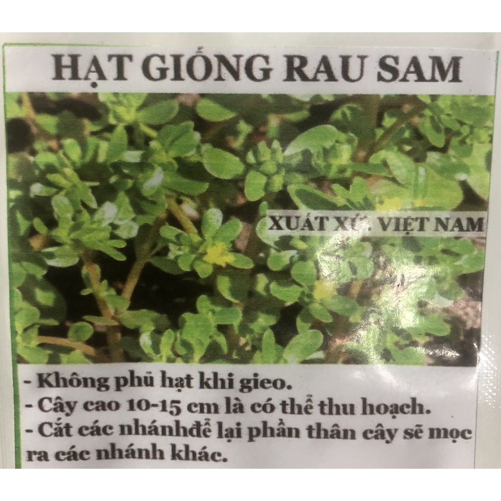 Hạt giống rau sam