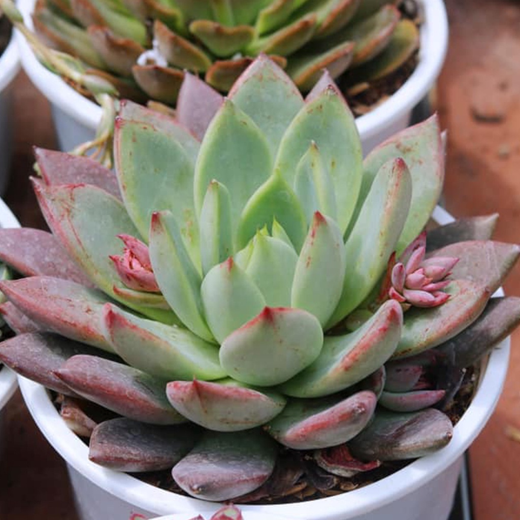 Sen đá size to chậu 20cm nhiều loại