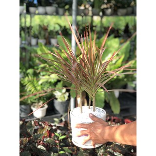 Chậu Sứ Cây Nhật Kiếm
