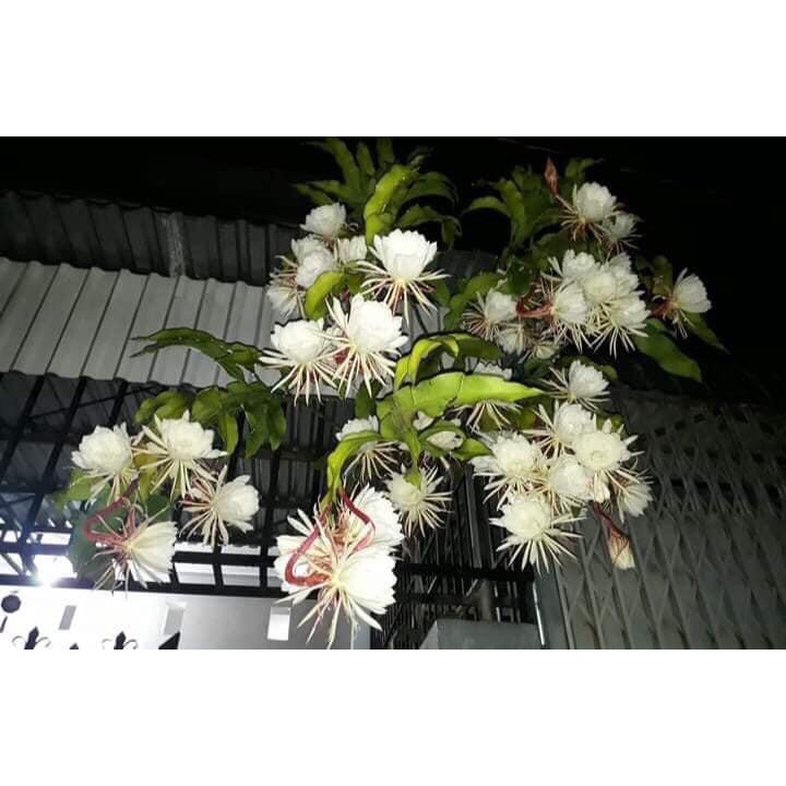 Chậu Giống Quỳnh Hương