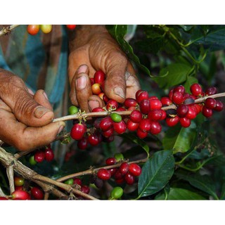 Bột Cà Phê Phin Robusta 500g - DẠ VŨ