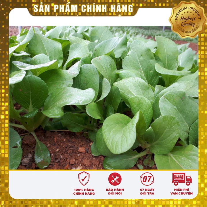 Hạt giống Cải Chít 20gram [Bán Sỉ]