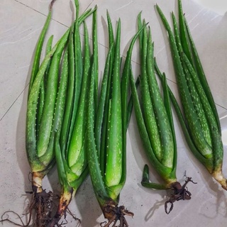 Giống cây nha đam mỹ