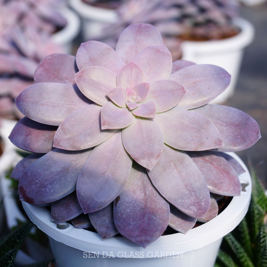 Sen Đá Dĩa Hồng Chậu lớn 15cm, Khỏe, Dễ trồng, Hàng  Đà Lạt, Lỗi 1 đổi 1