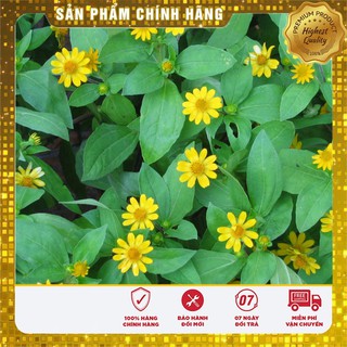 Hạt Giống Cúc Mặt Trời(50-100 hạt)