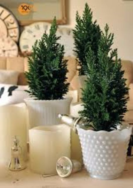 Cây sơn tùng- Hoa kiểng Nguyễn Lộc- Cây giống chất lượng cao