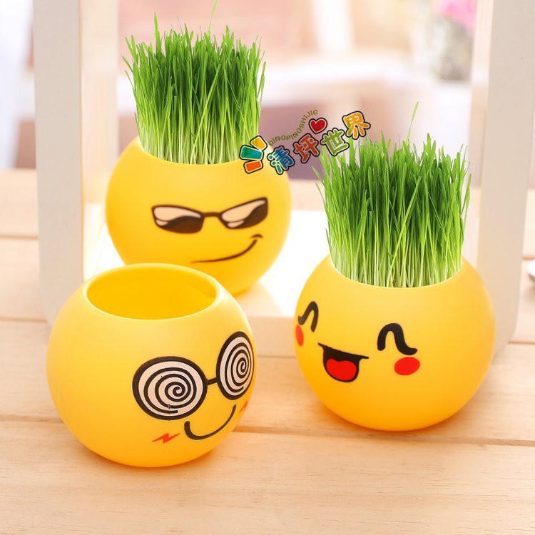 CB 6 chậu mặt cười đủ mẫu