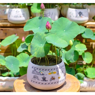 Hạt Giống Sen Mini Nhật 5 Màu Dễ Trồng (5 Hạt)