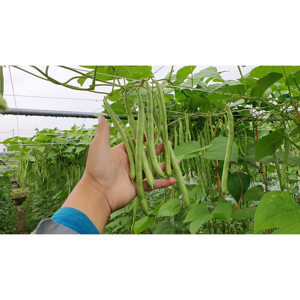 Hạt giống Đậu Cove cao sản VA.799 Hạt nâu hoa tím 400 gam