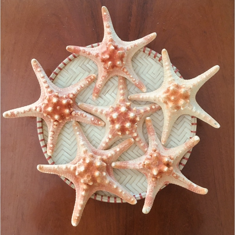 Sao biển đỏ khô