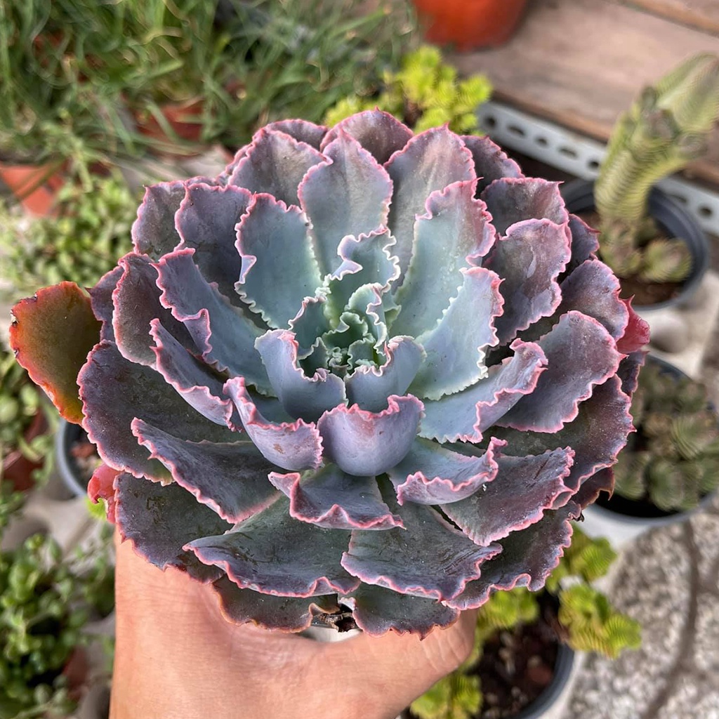Sen đá bắp cải tím | Aurora Purple siêu đẹp, sen đá sưu tầm