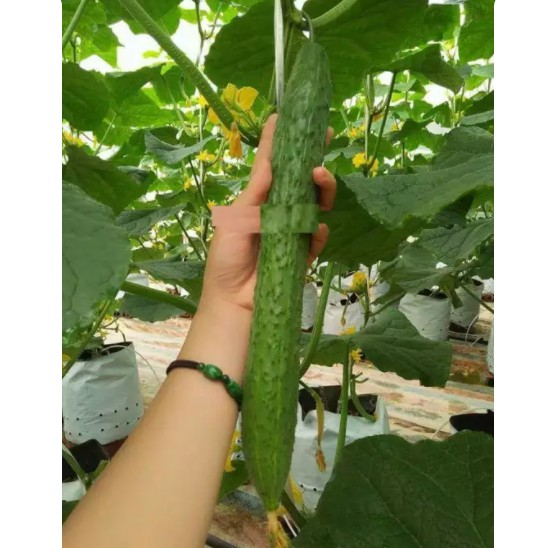  Dưa chuột kiếm - Dưa Nhật siêu giòn