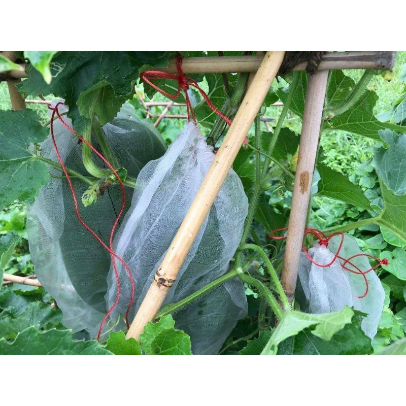 Bí Đao Xanh Đài Loan