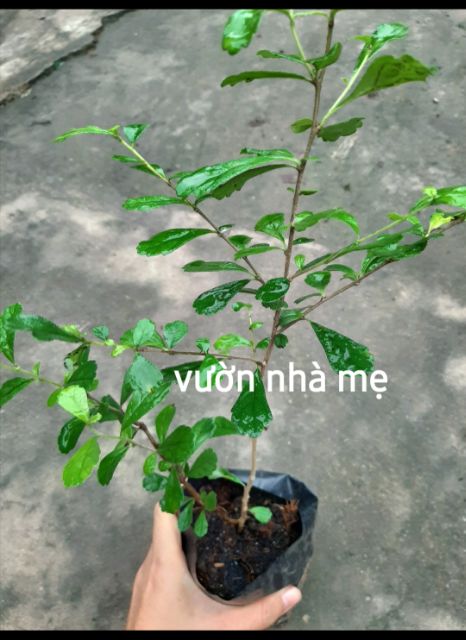 Cây bùm sụm, cùm rụm