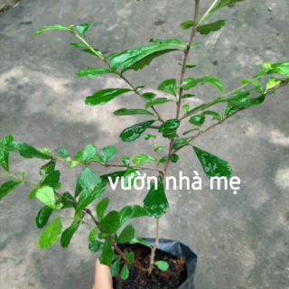 Cây bùm sụm, cùm rụm