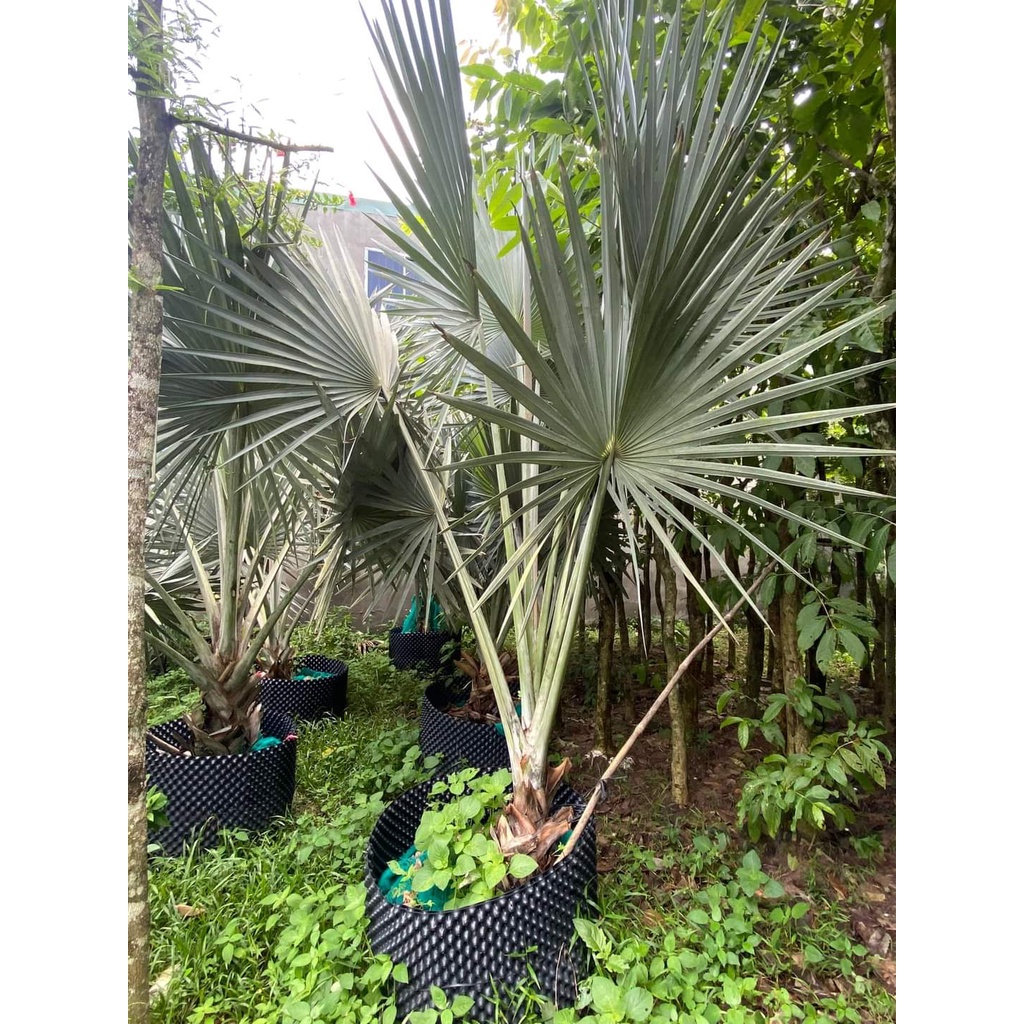 Giống Cây Cọ Bạc (kè bạc - chuẩn giống)