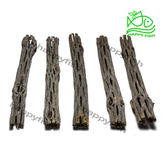 Lũa Cholla Cactus - Lũa xương rồng