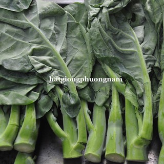 Hạt giống rau cải rổ