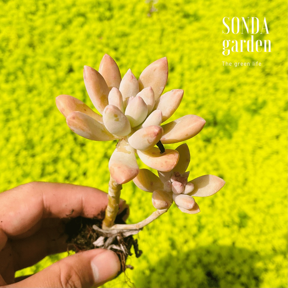 Sen đá pha lê cổ thụ SONDA GARDEN size mini 2.5-4cm, cây cảnh trang trí nhà cửa, lỗi 1 đổi 1