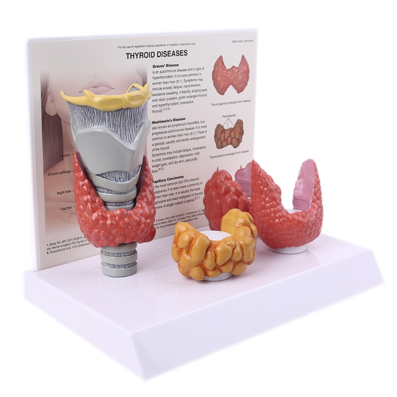 Mô Hình Thyroid Gland Giải Phẫu Hệ Thống Giảng Dạy Con Người