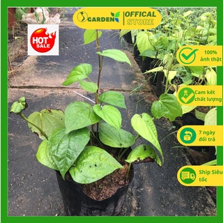 Cây trầu không, trầu quế rất thơm