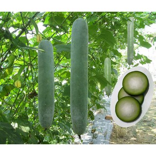 20 hạt giống sặt cao sản quả dài ( bí đao xanh )