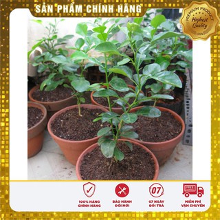 Phân bò khô hữu cơ làm xốp đất bón cây cảnh-2kg