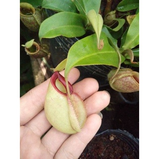Cây cảnh nắp ấm