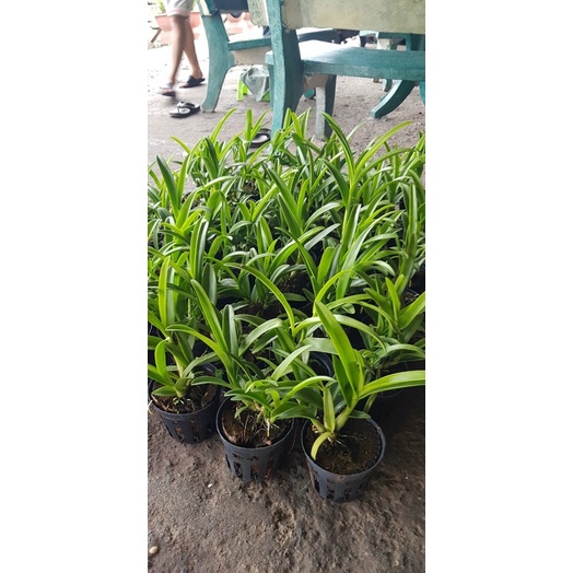Pensoda trưởng thành hoa thơm