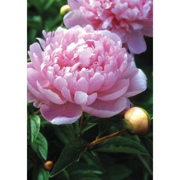 K119 - Khuôn Kim Loại Cắt Hoa Mẫu Đơn